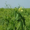 Peas_.jpg