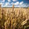 Wheat_2_copyright_Yara_.jpg