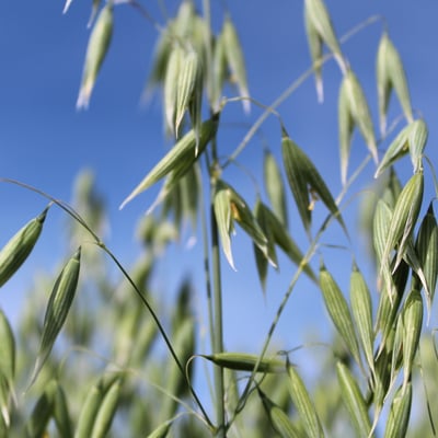 Oats