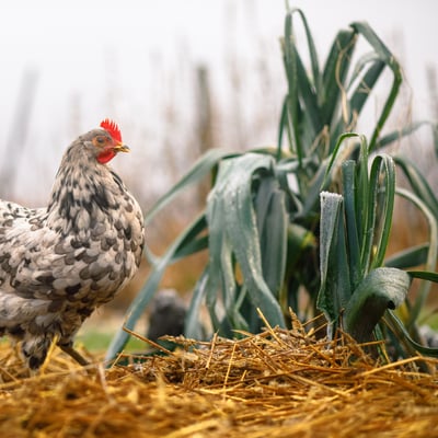 Lantmännen Hönsfoder småsäckar