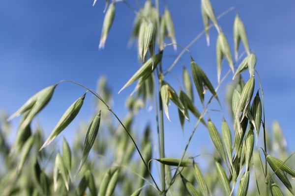 Oats