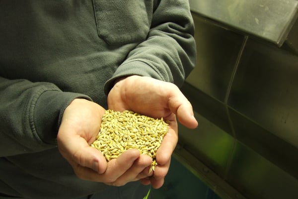 Händer med ThermoSeedbetat utsäde