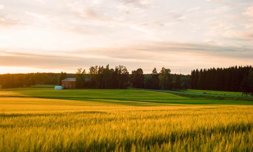 Field Finland