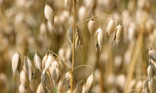 Oats Lantmännen